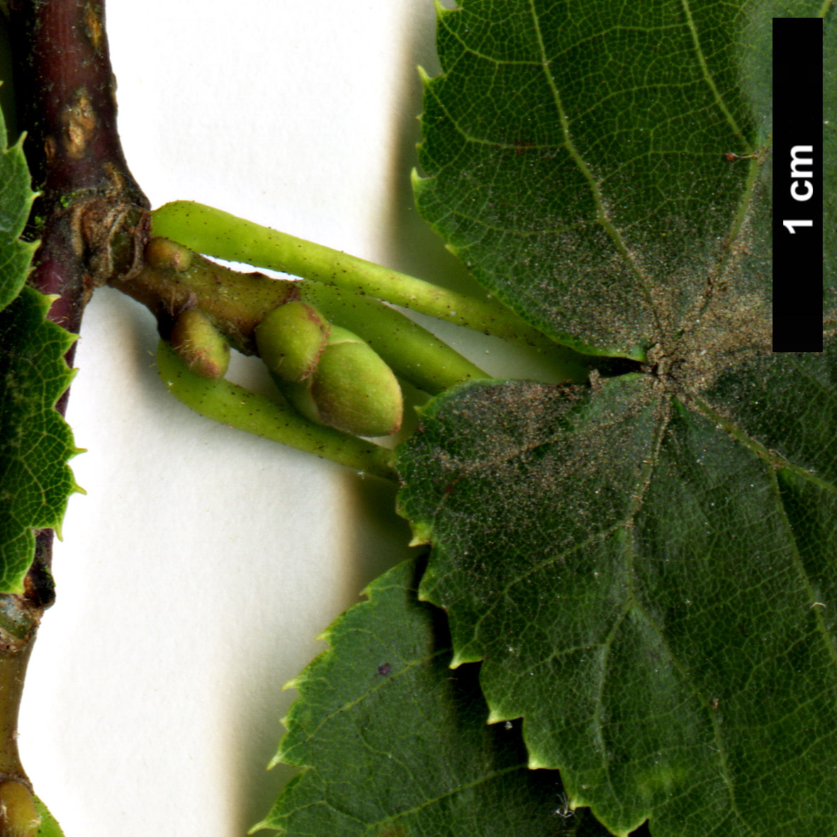 High resolution image: Family: Malvaceae - Genus: Tilia - Taxon: dasystyla - SpeciesSub: subsp. dasystyla